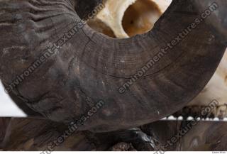 mouflon skull antlers 0017